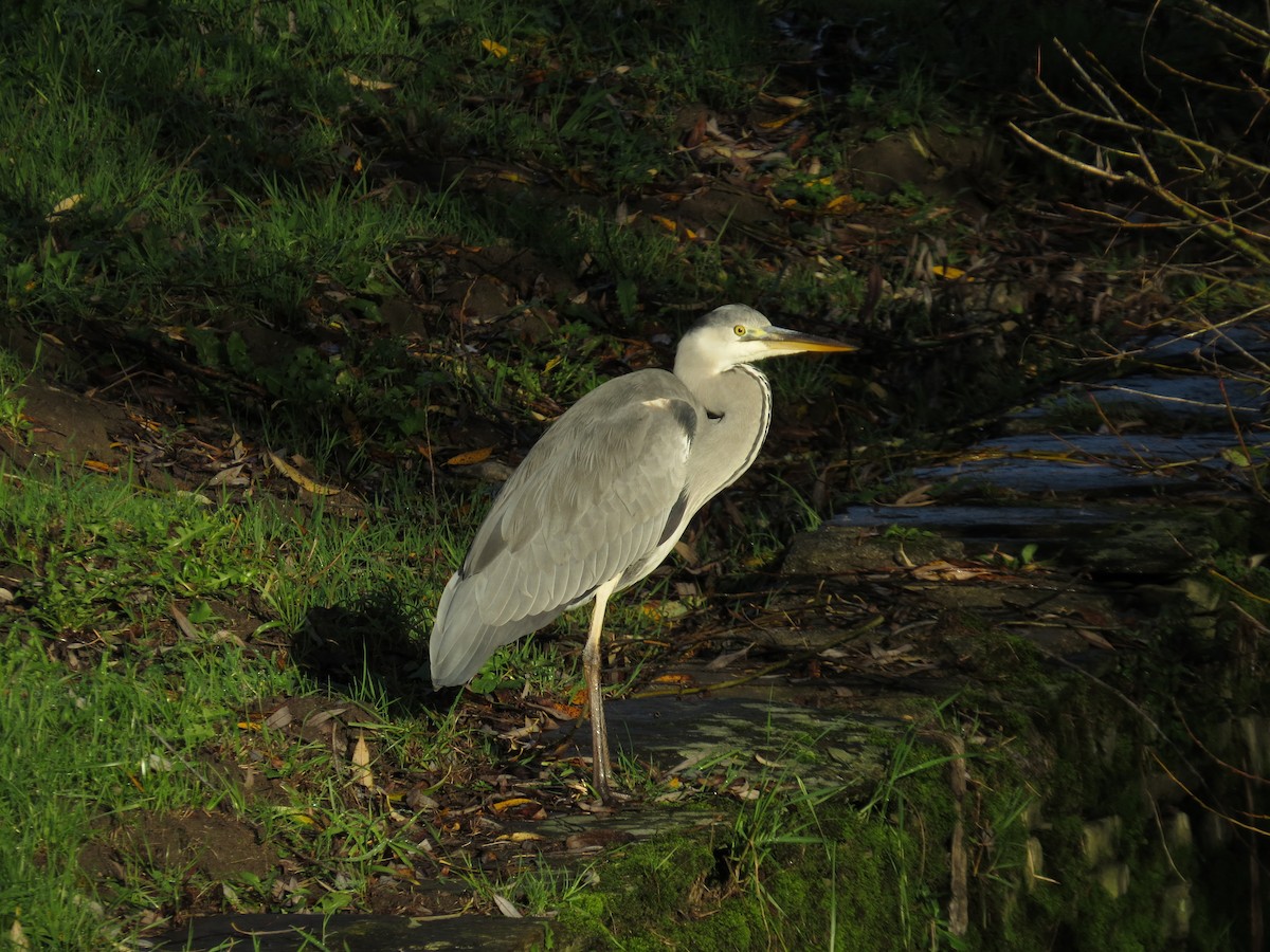 Gray Heron - ML646911478