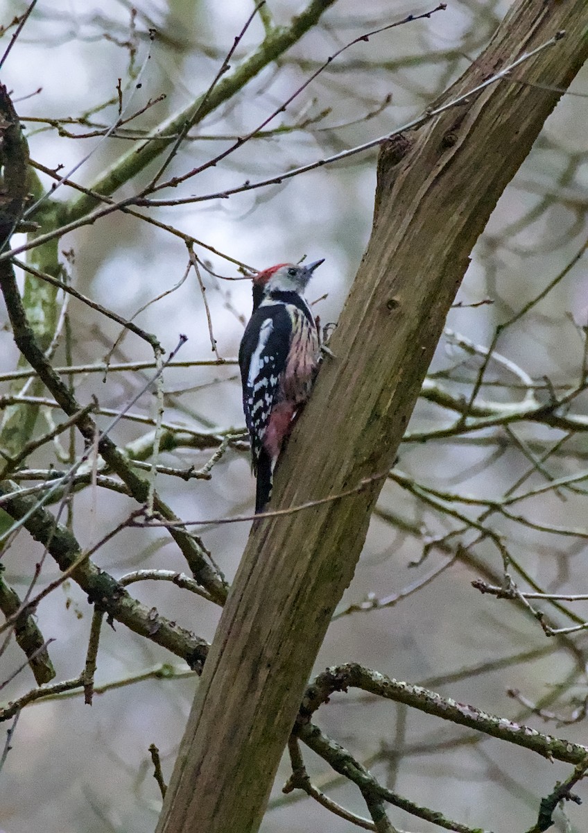 Middle Spotted Woodpecker - ML646911479