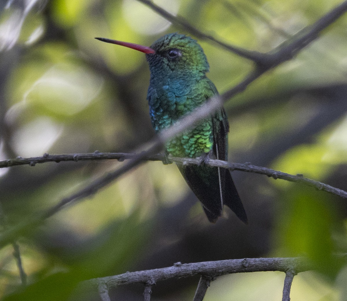 glansbuksmaragd - ML646911486