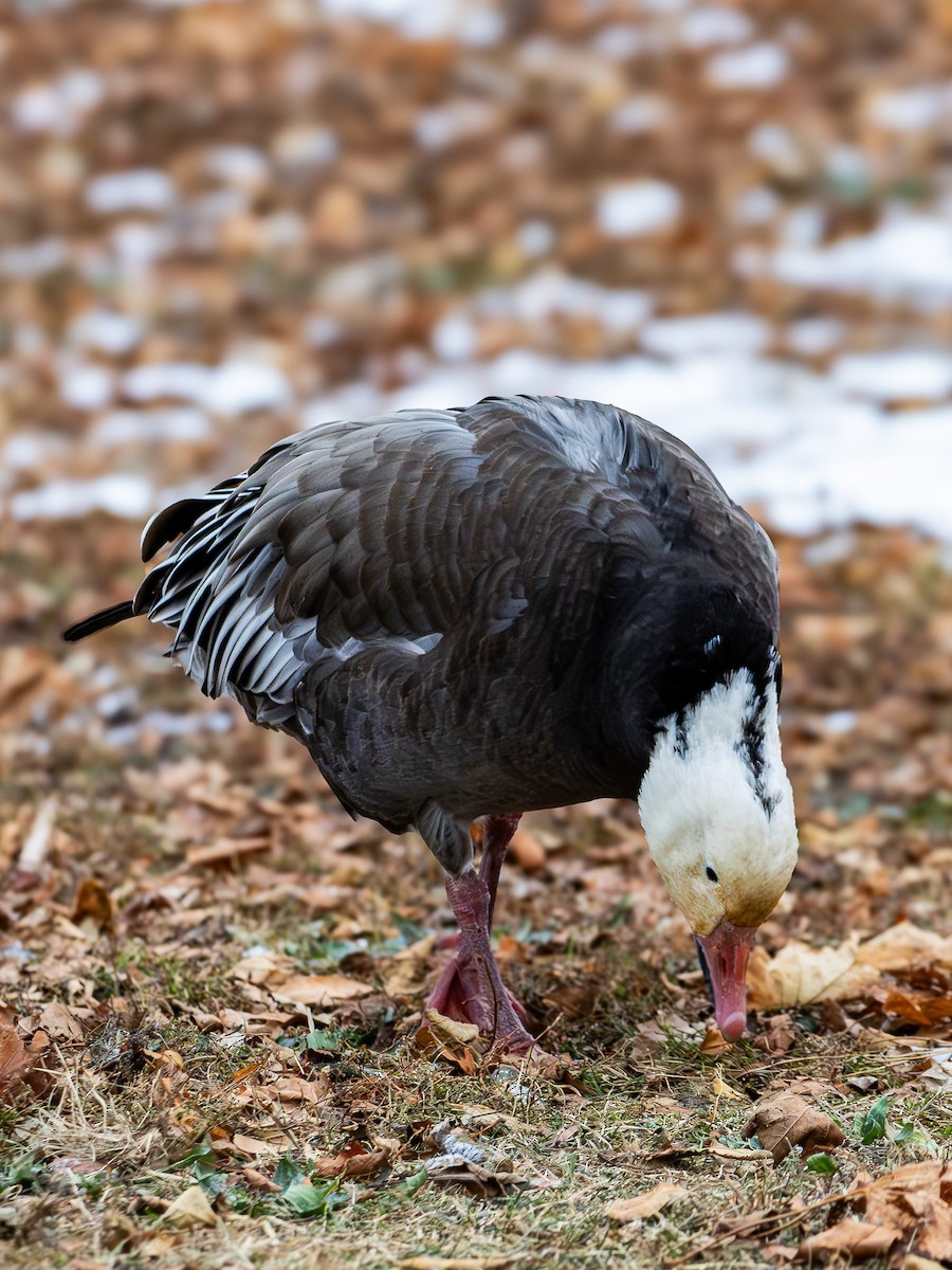 Oca delle nevi - ML646911488