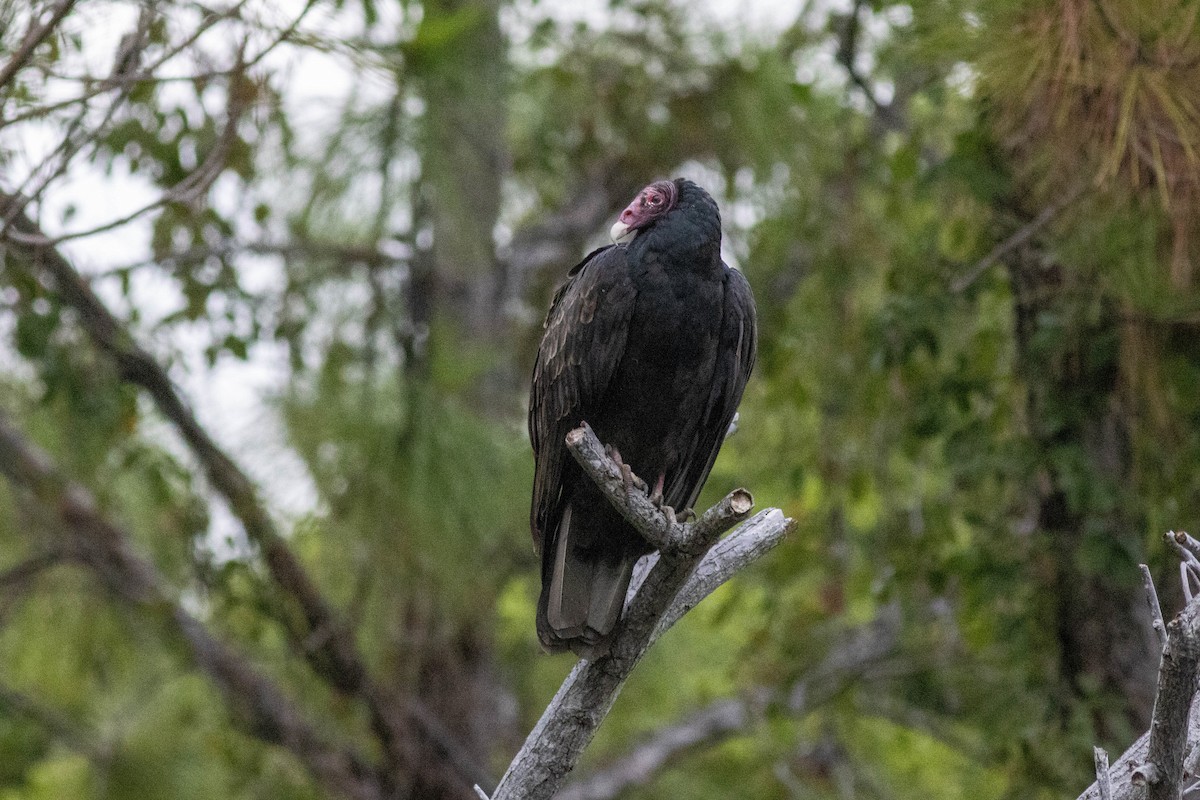 kalkunkondor - ML646911489