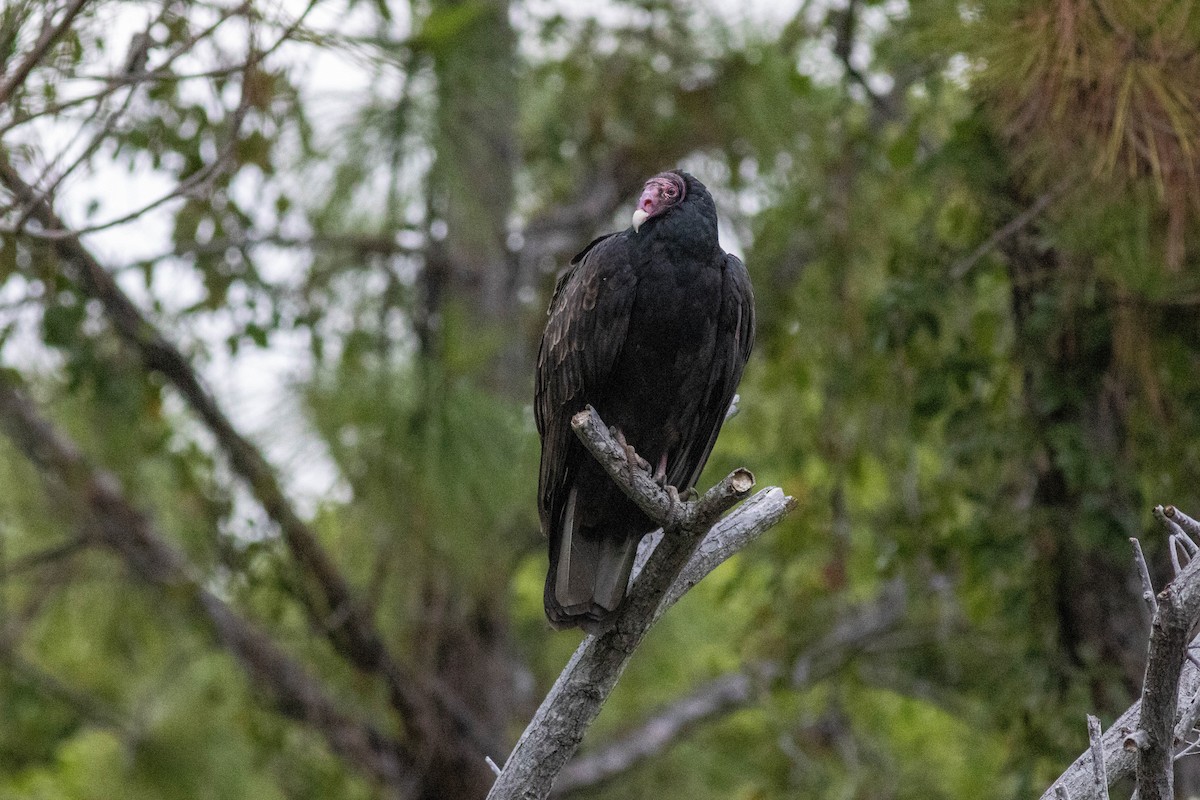 kalkunkondor - ML646911490