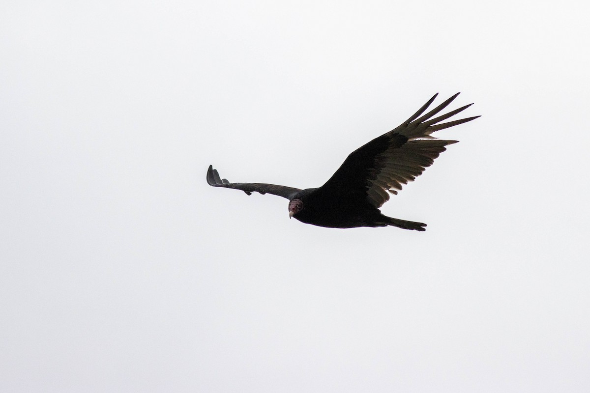 kalkunkondor - ML646911492