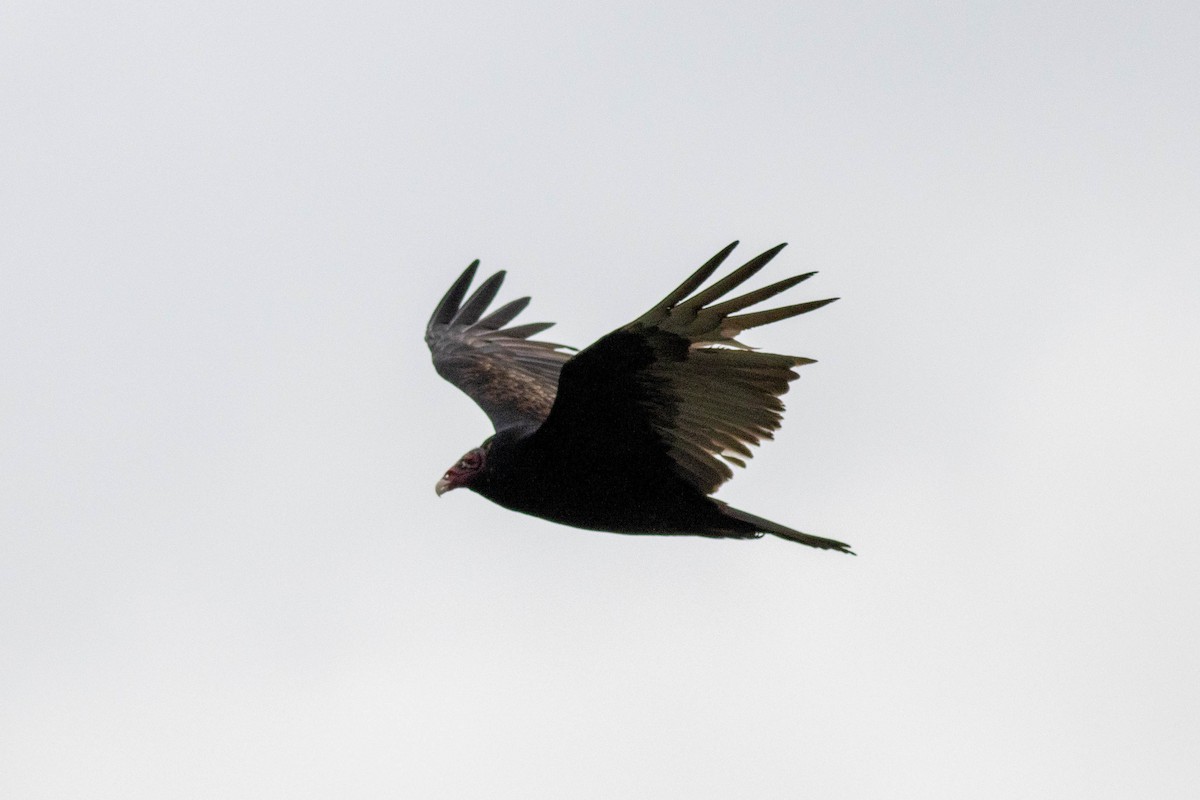 kalkunkondor - ML646911493