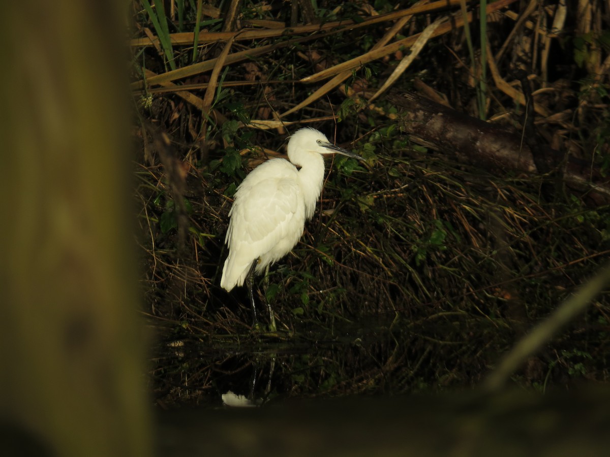 Little Egret - ML646911496