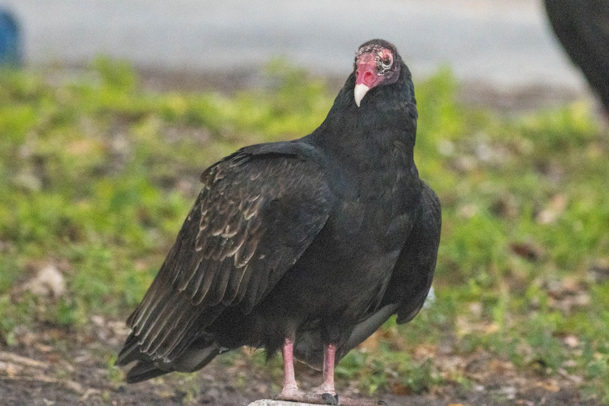 kalkunkondor - ML646911498