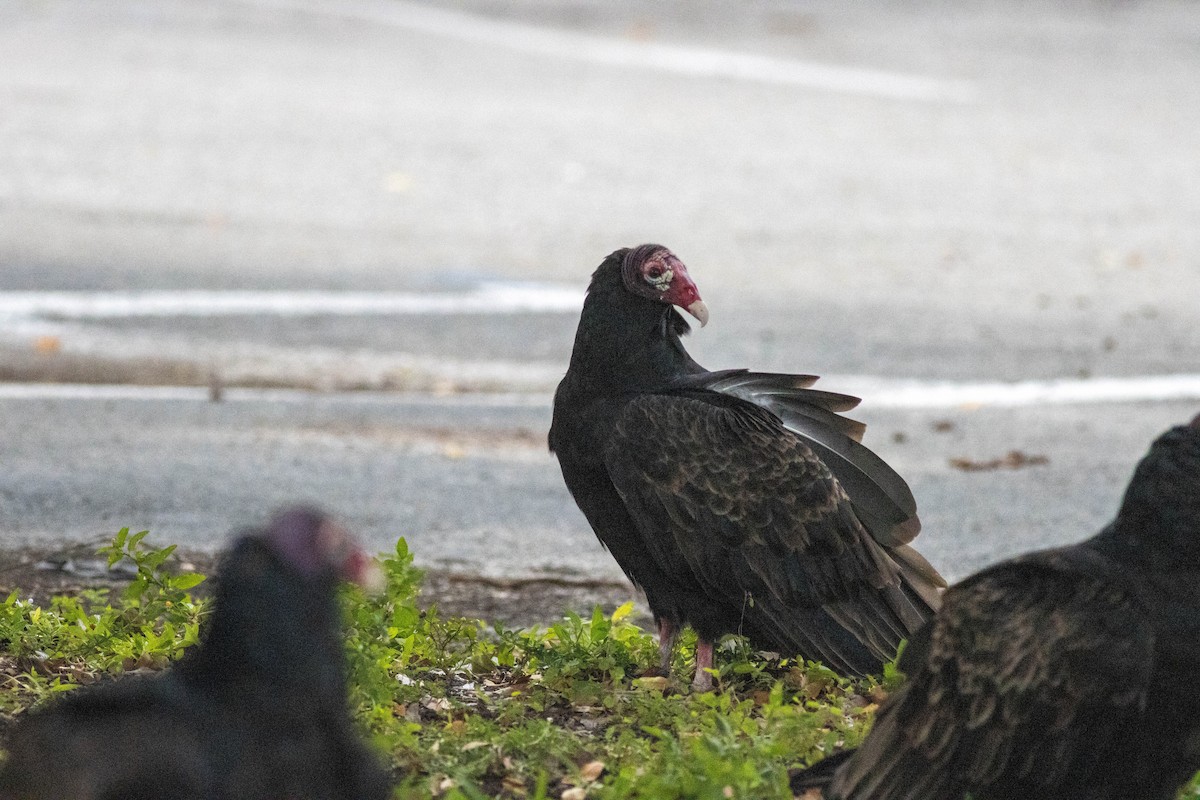 kalkunkondor - ML646911499