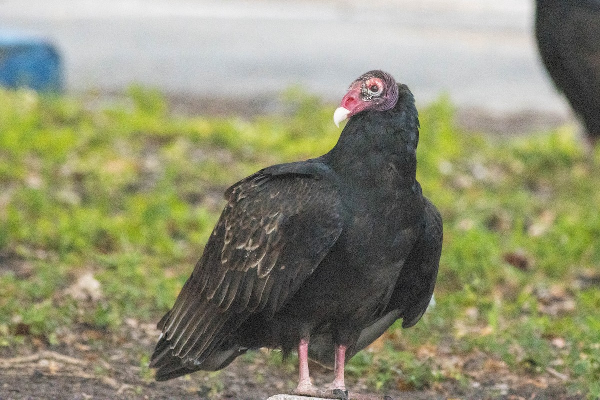 kalkunkondor - ML646911500