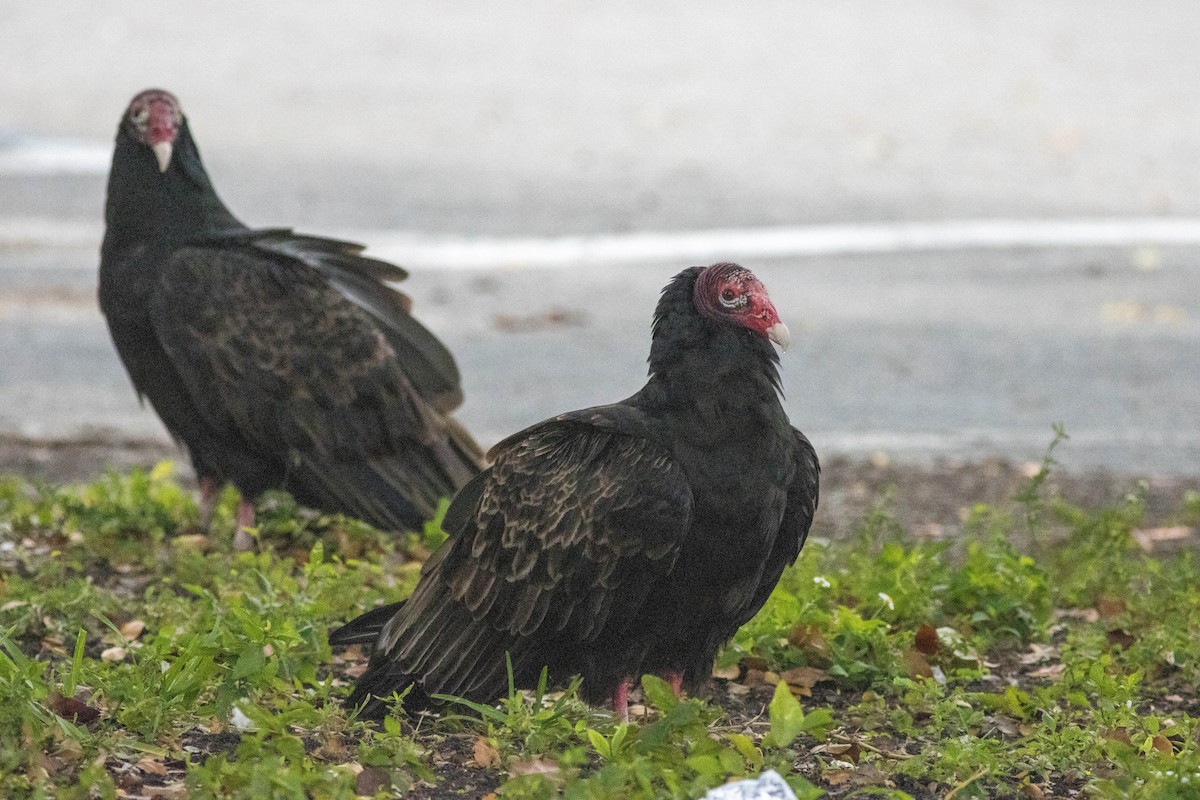 kalkunkondor - ML646911501