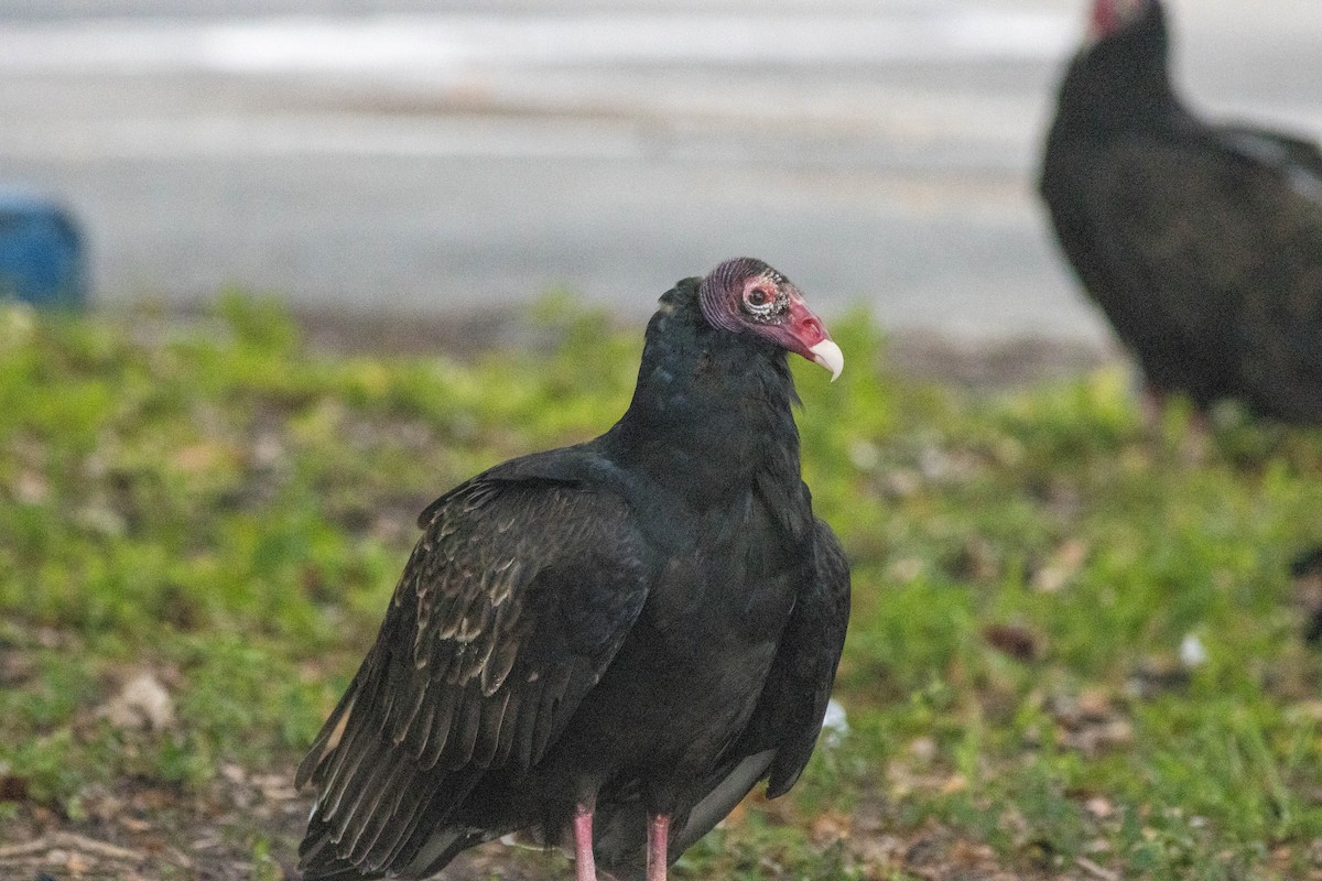 kalkunkondor - ML646911502