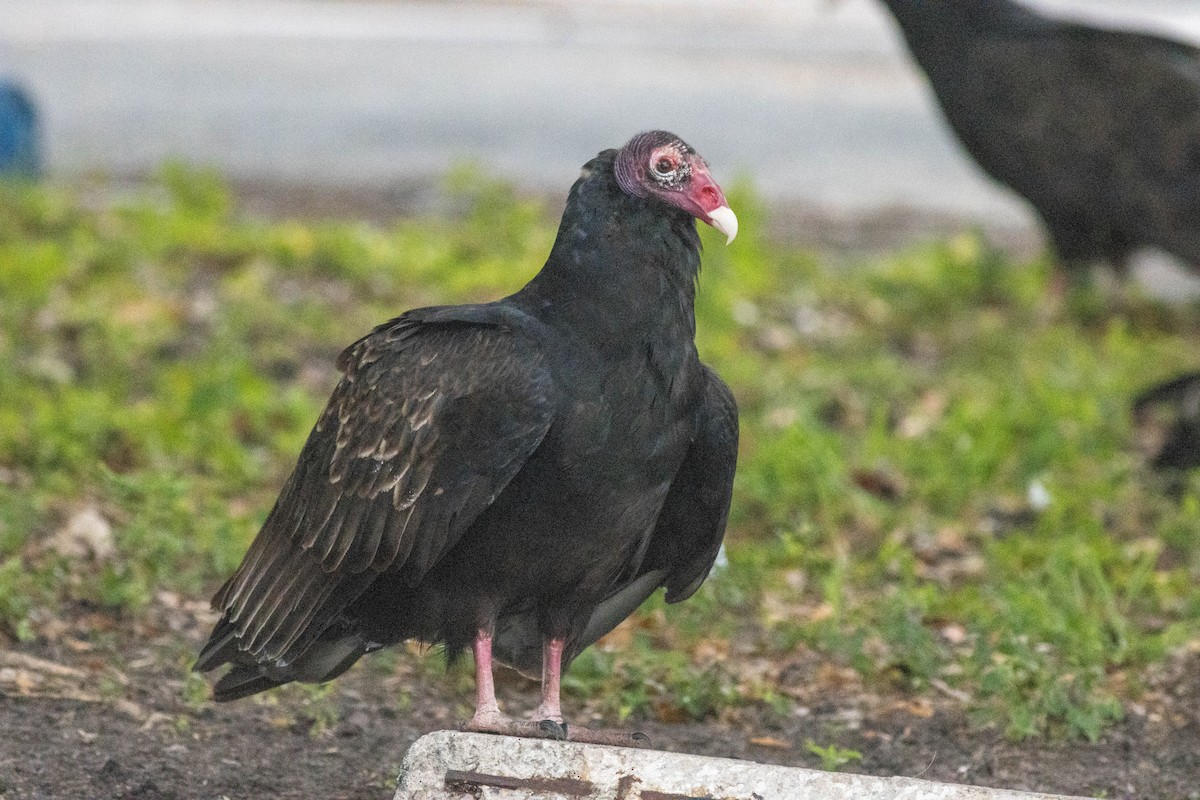 kalkunkondor - ML646911503