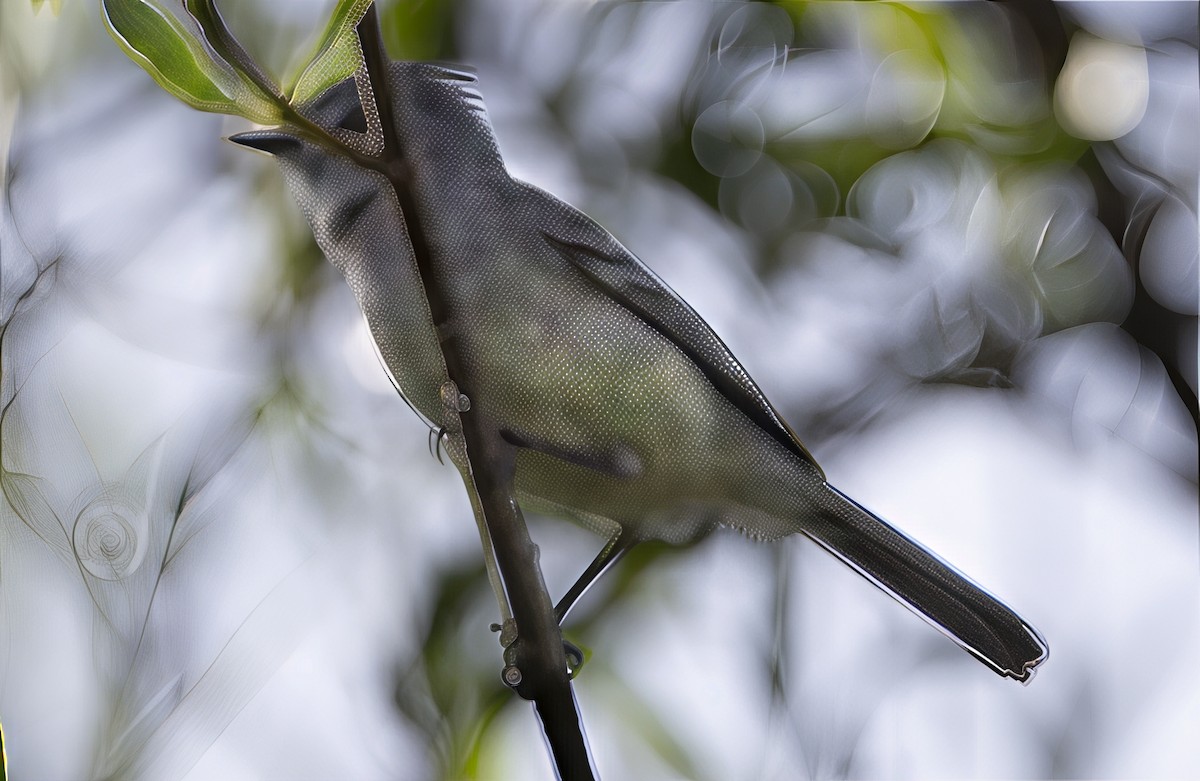 White-crested Tyrannulet (Sulphur-bellied) - ML646911504