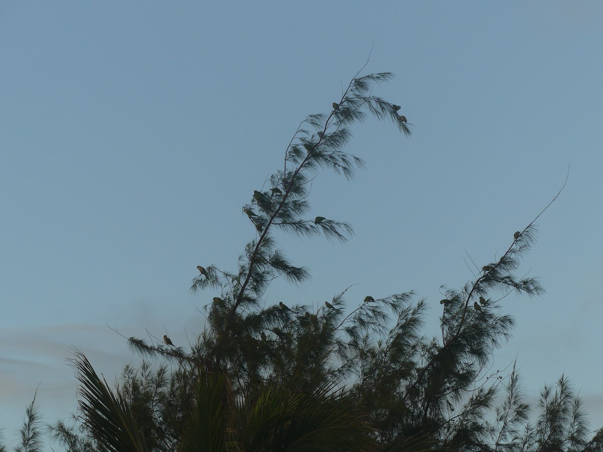 Monk Parakeet - ML646911505