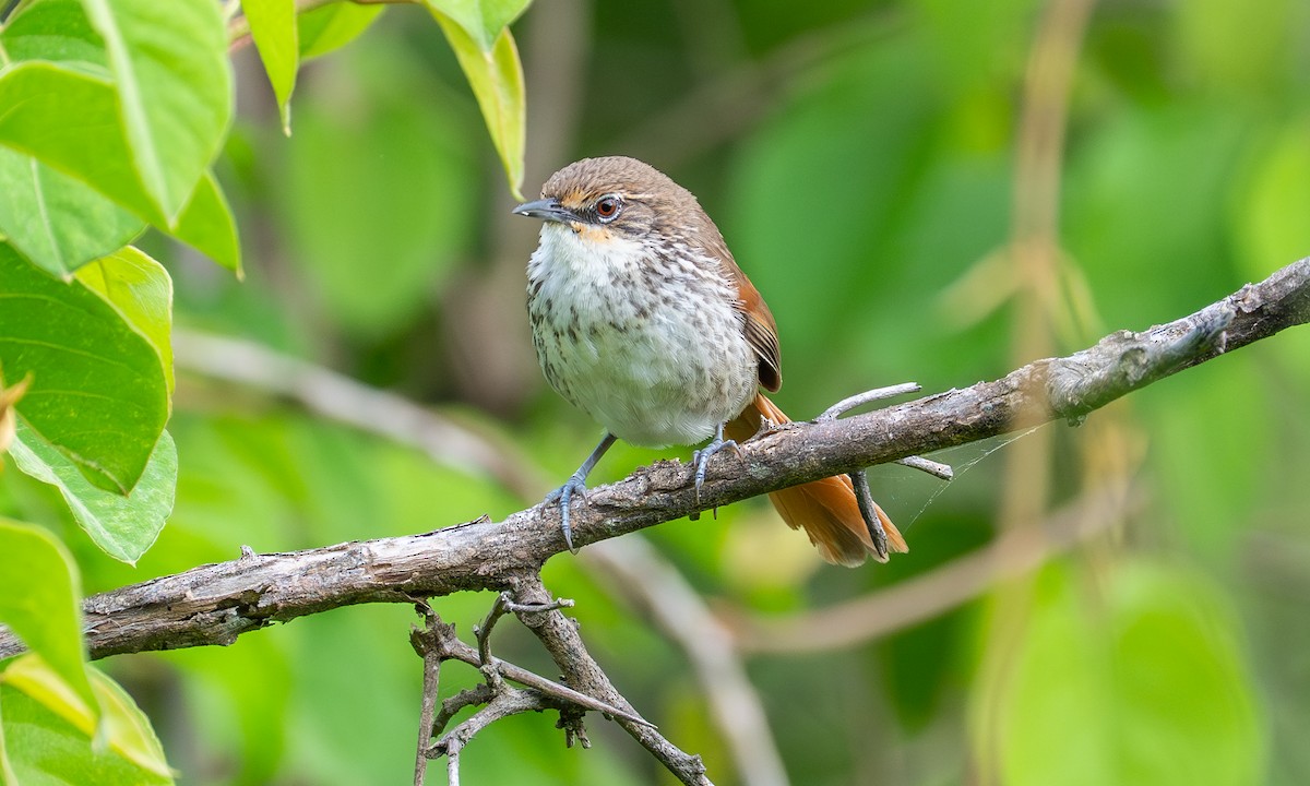 Chinchipe Spinetail - ML646911507