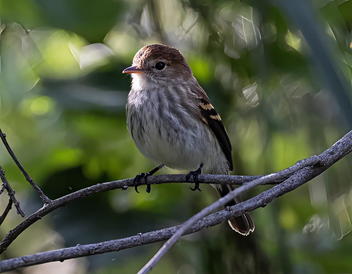 kjerrtyrann - ML646911508