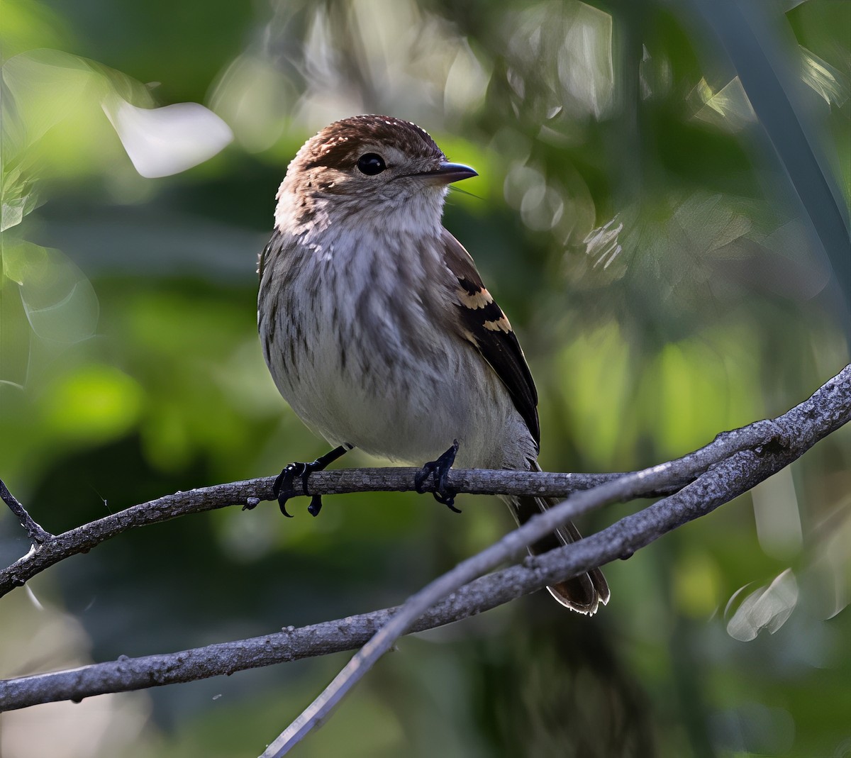 kjerrtyrann - ML646911509