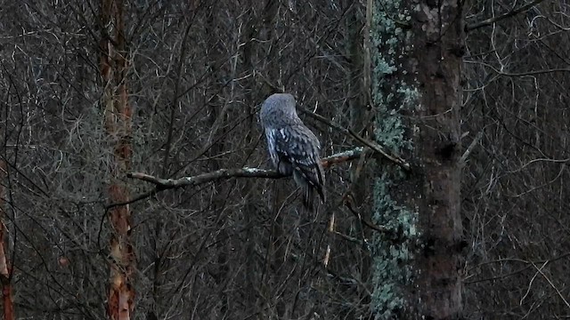 Great Gray Owl - ML646911518