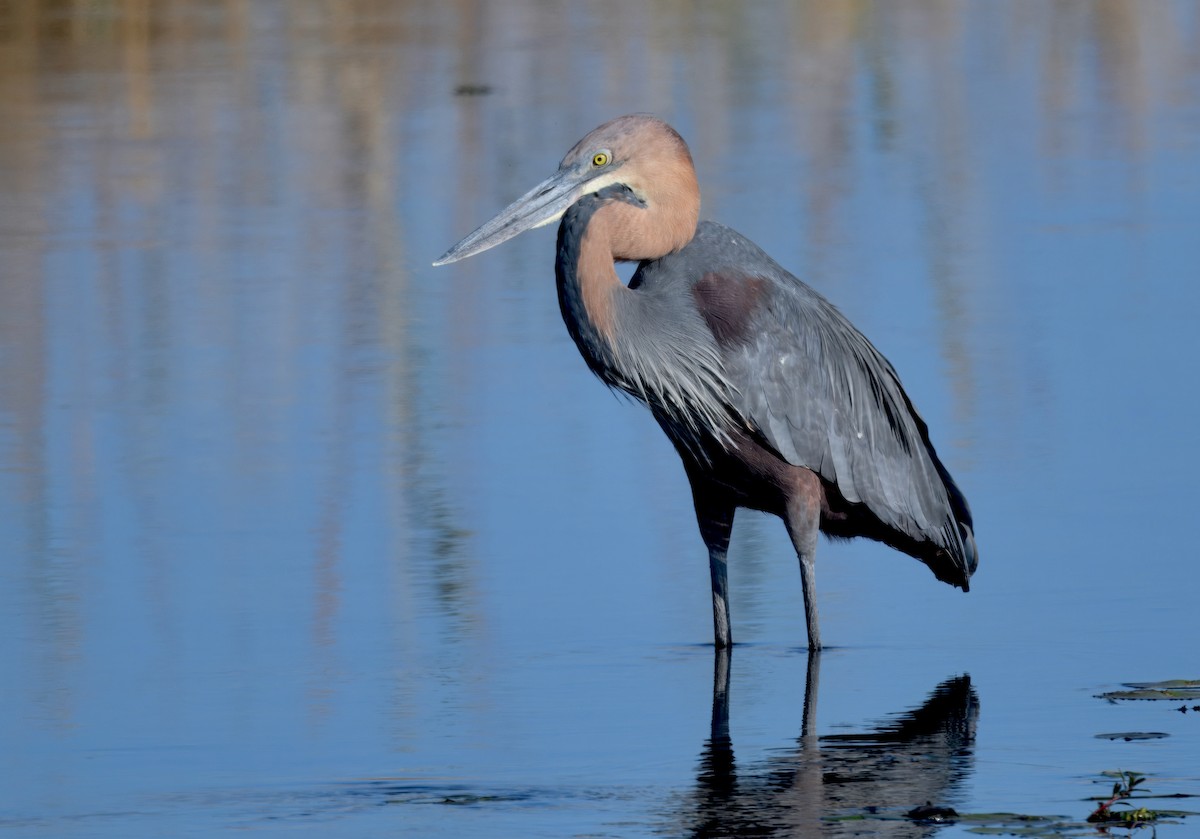 オニアオサギ - ML646911520