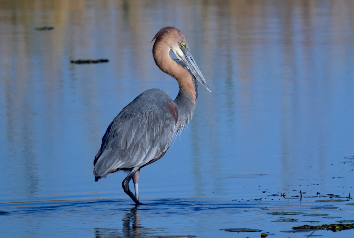 オニアオサギ - ML646911521