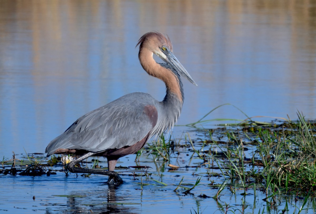 オニアオサギ - ML646911522
