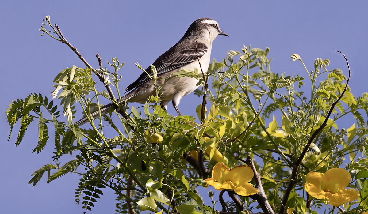 langbrynspottefugl - ML646911525