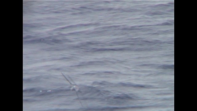 Тайфунник бонінський - ML646911526