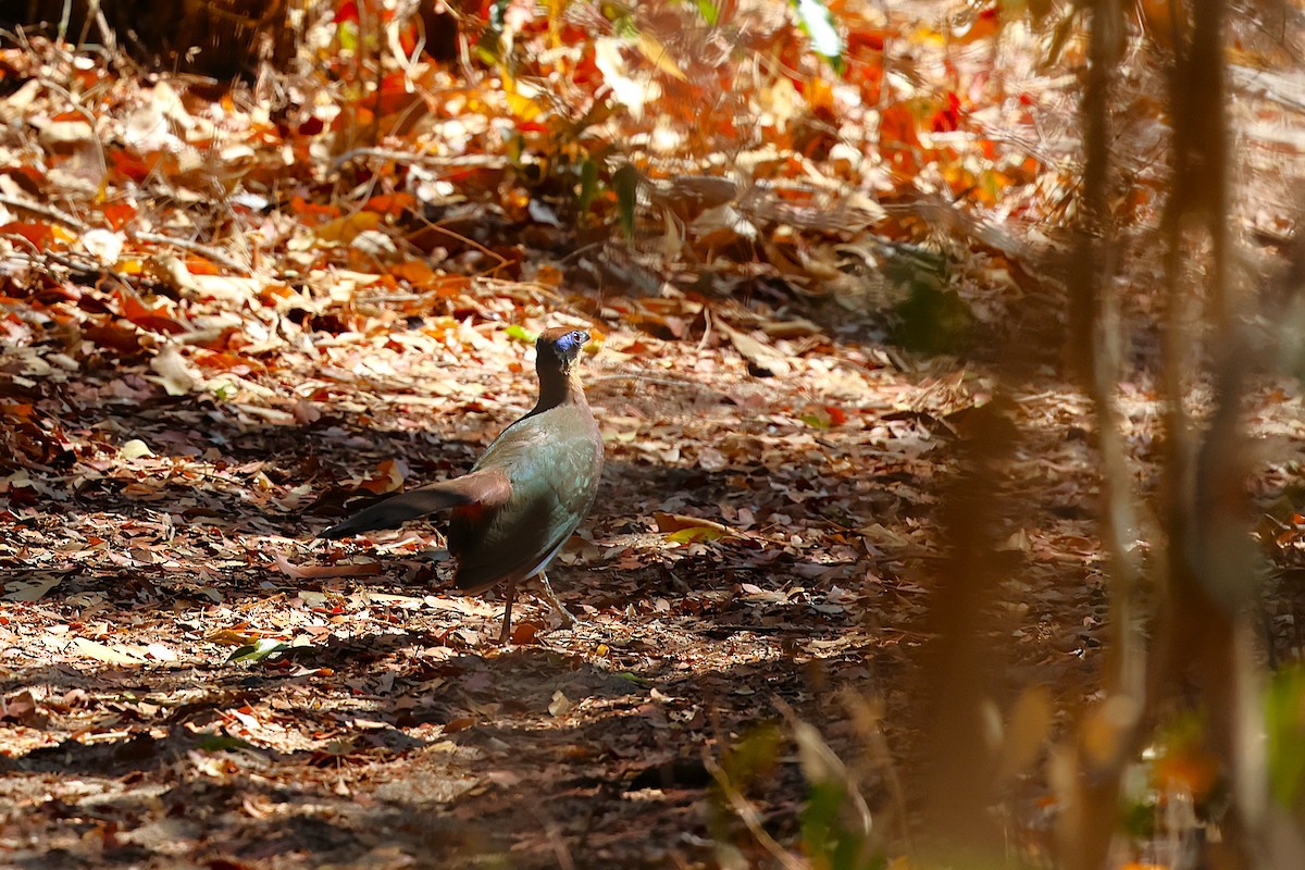 Рыжеголовая тивука - ML646911527