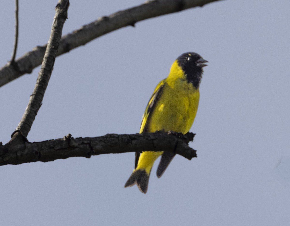 hettesisik - ML646911531