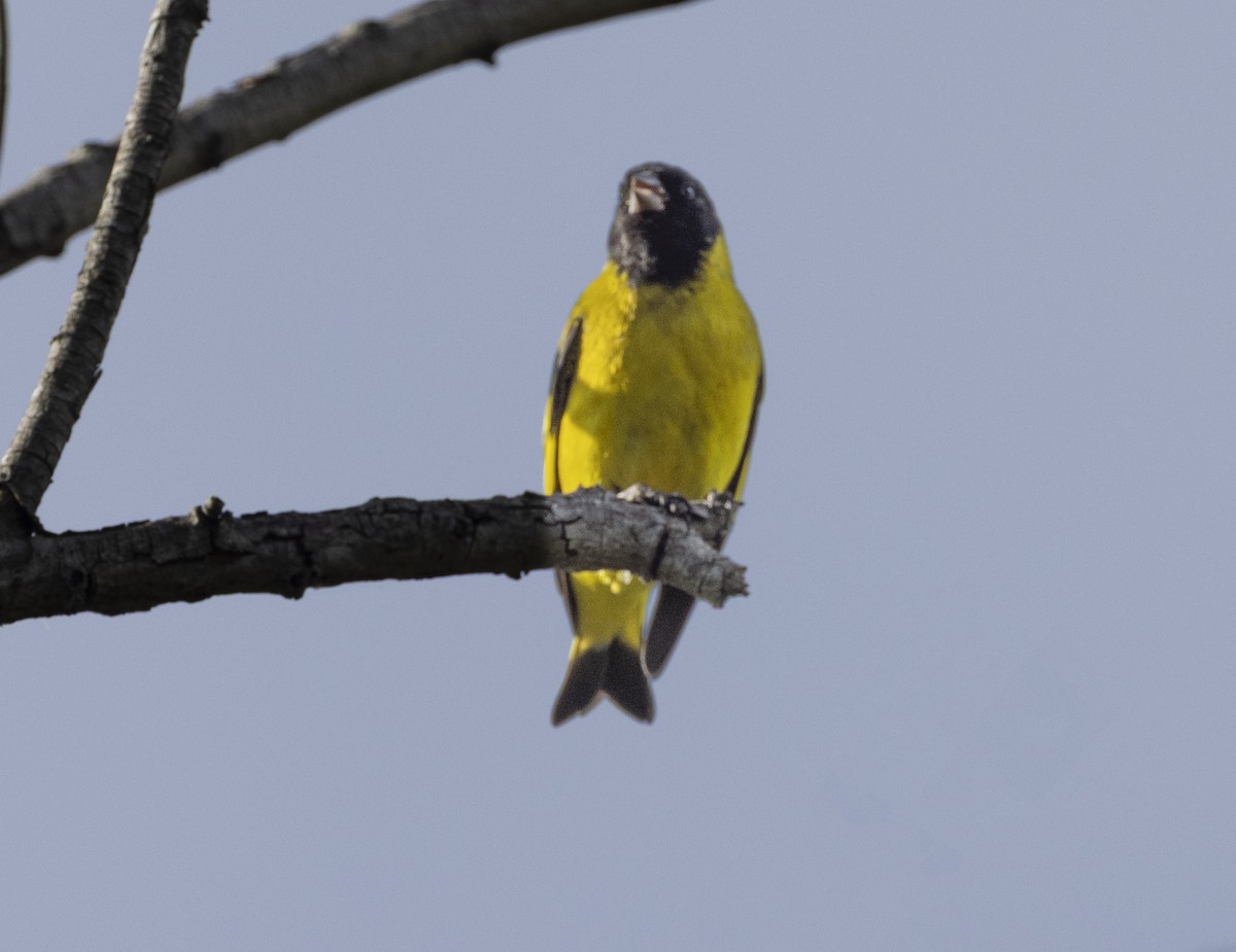 hettesisik - ML646911532