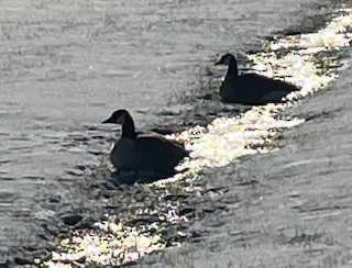 Canada Goose - ML646911537