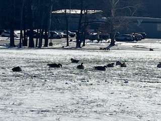 Canada Goose - ML646911538