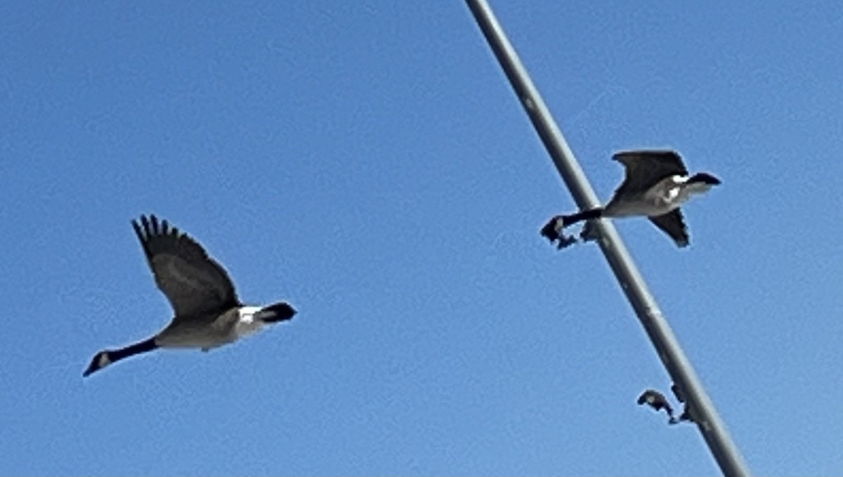 Canada Goose - ML646911539