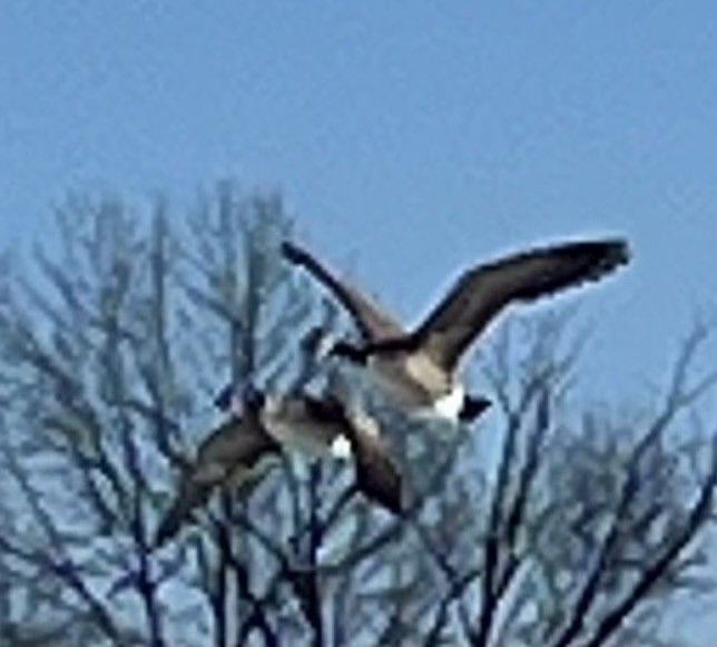 Canada Goose - ML646911540