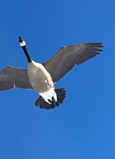 Canada Goose - ML646911541