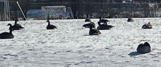 Canada Goose - ML646911542