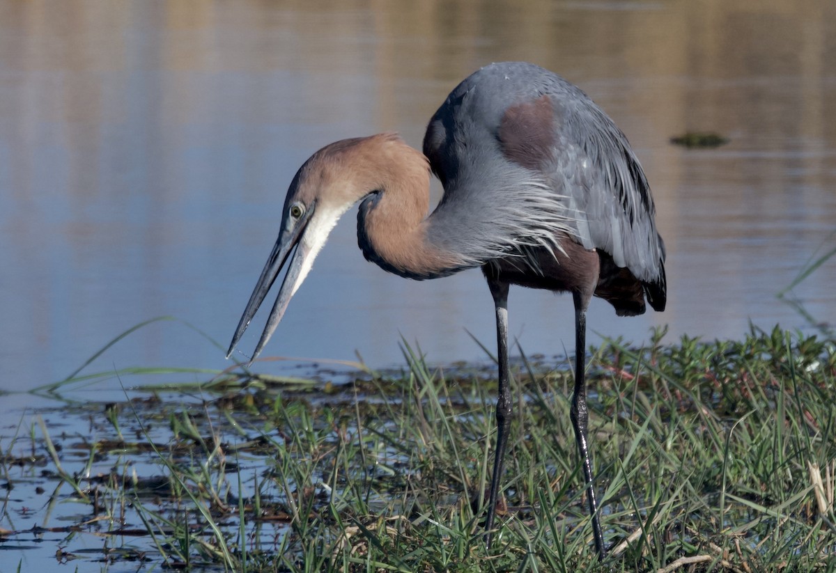 オニアオサギ - ML646911543