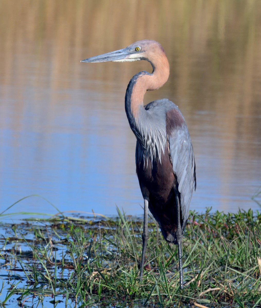 オニアオサギ - ML646911544