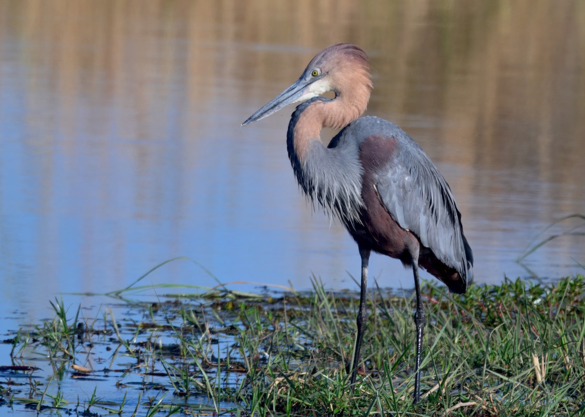 オニアオサギ - ML646911545