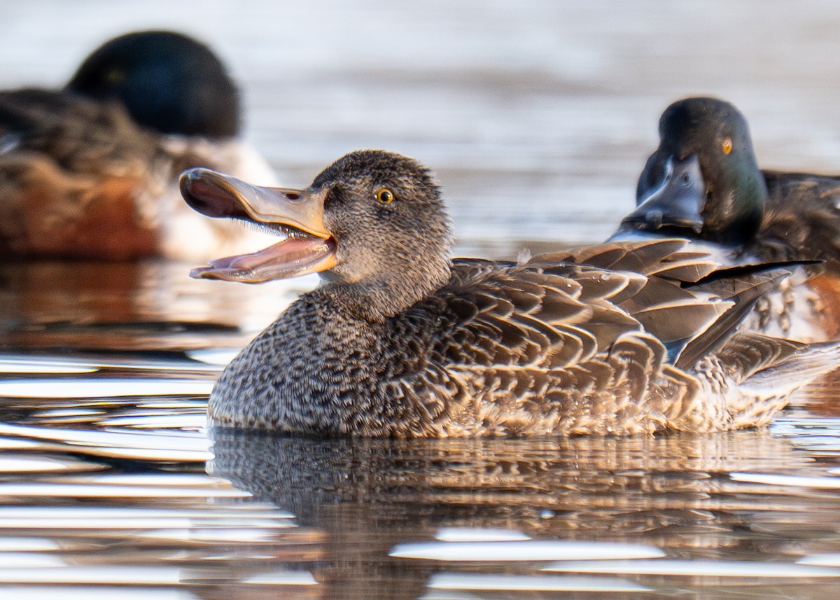 Northern Shoveler - ML646911546