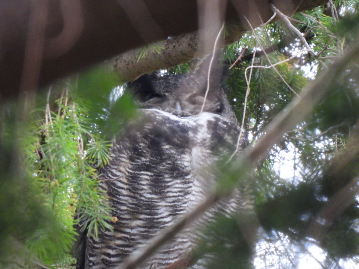 Great Horned Owl - ML646911547
