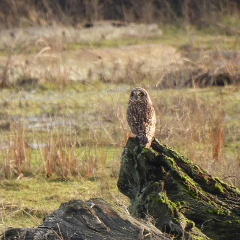 Short-eared Owl - ML646911552