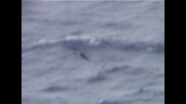 Тайфунник бонінський - ML646911553