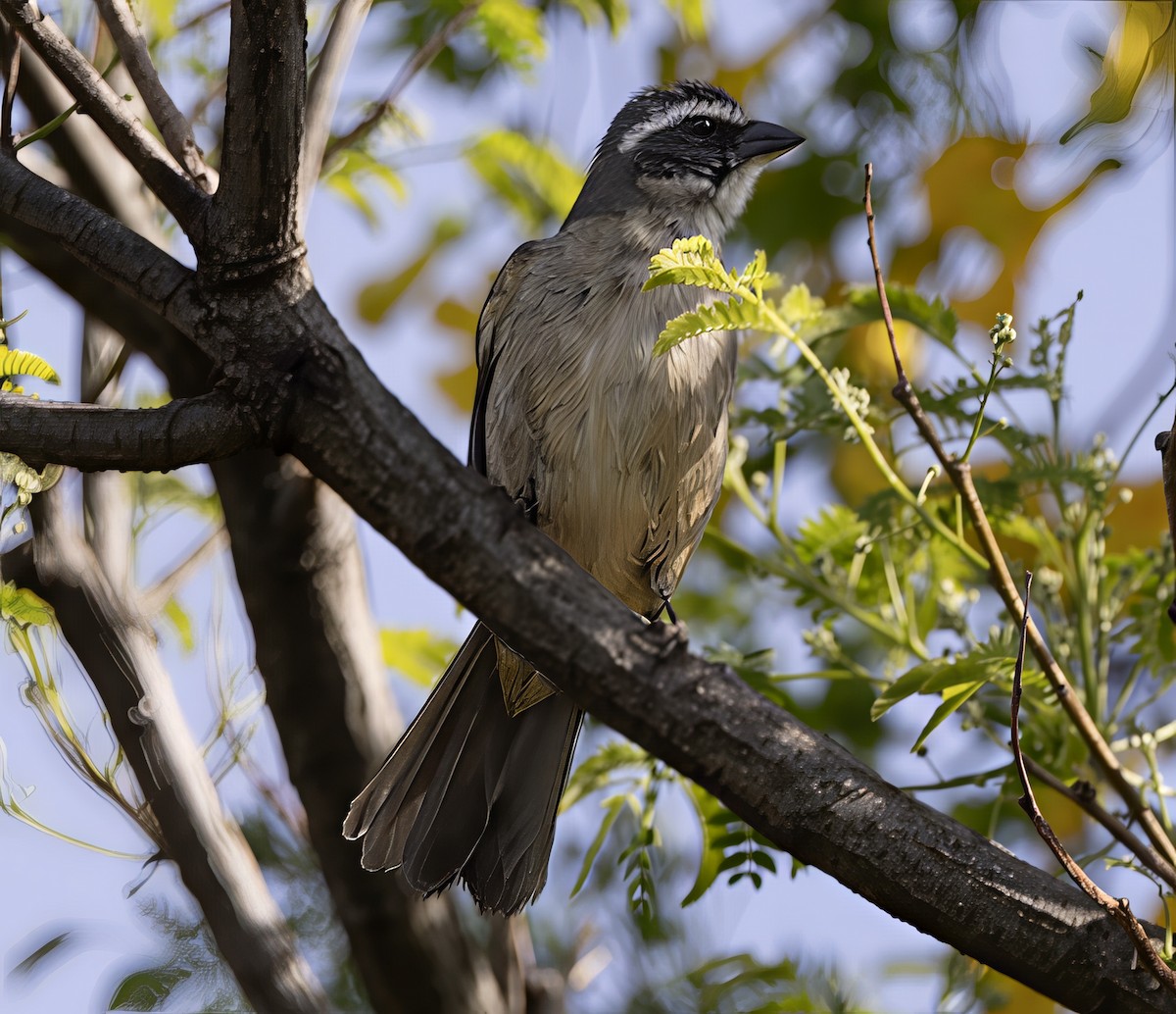 grønnvingesaltator - ML646911568