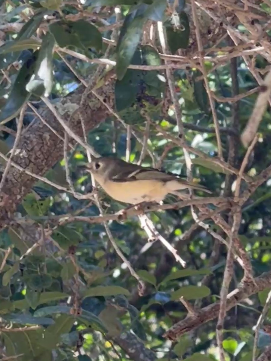 Ruby-crowned Kinglet - ML646911571