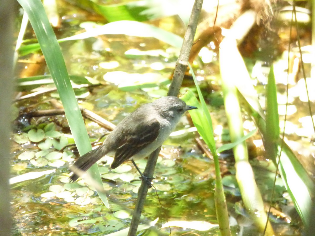 Sooty Tyrannulet - ML646911572