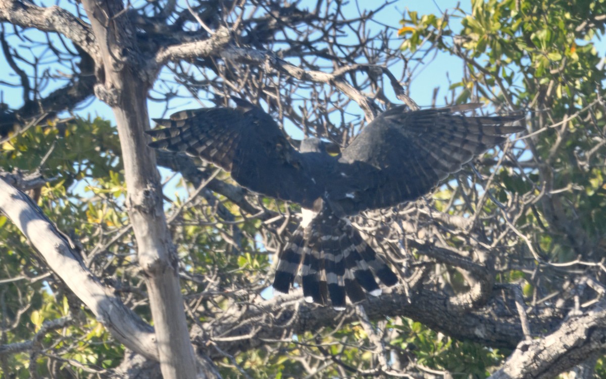 Африканская база - ML646911574