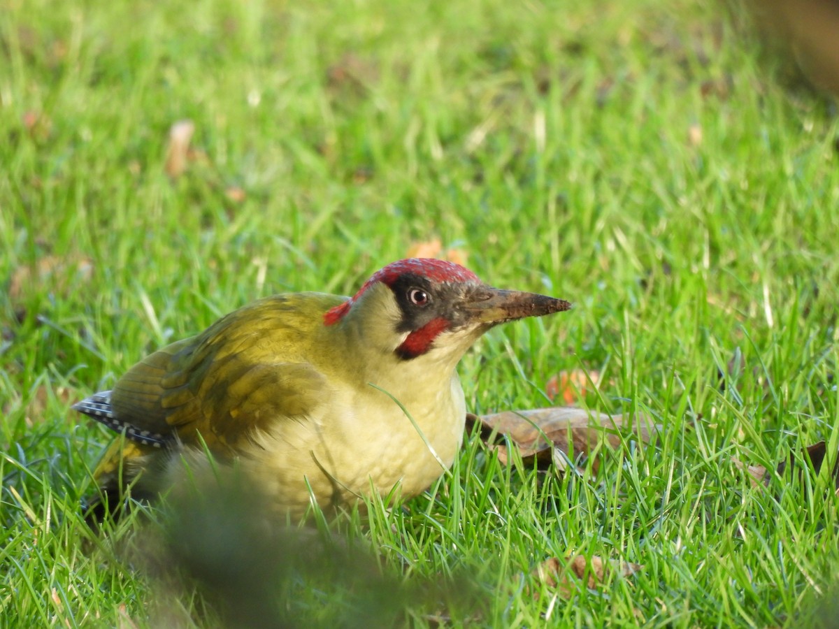 Зелёный дятел - ML646911582