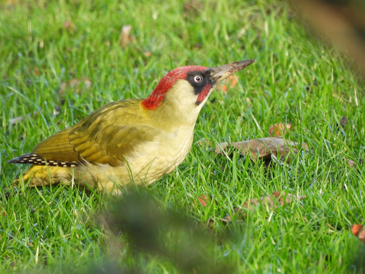 Зелёный дятел - ML646911588