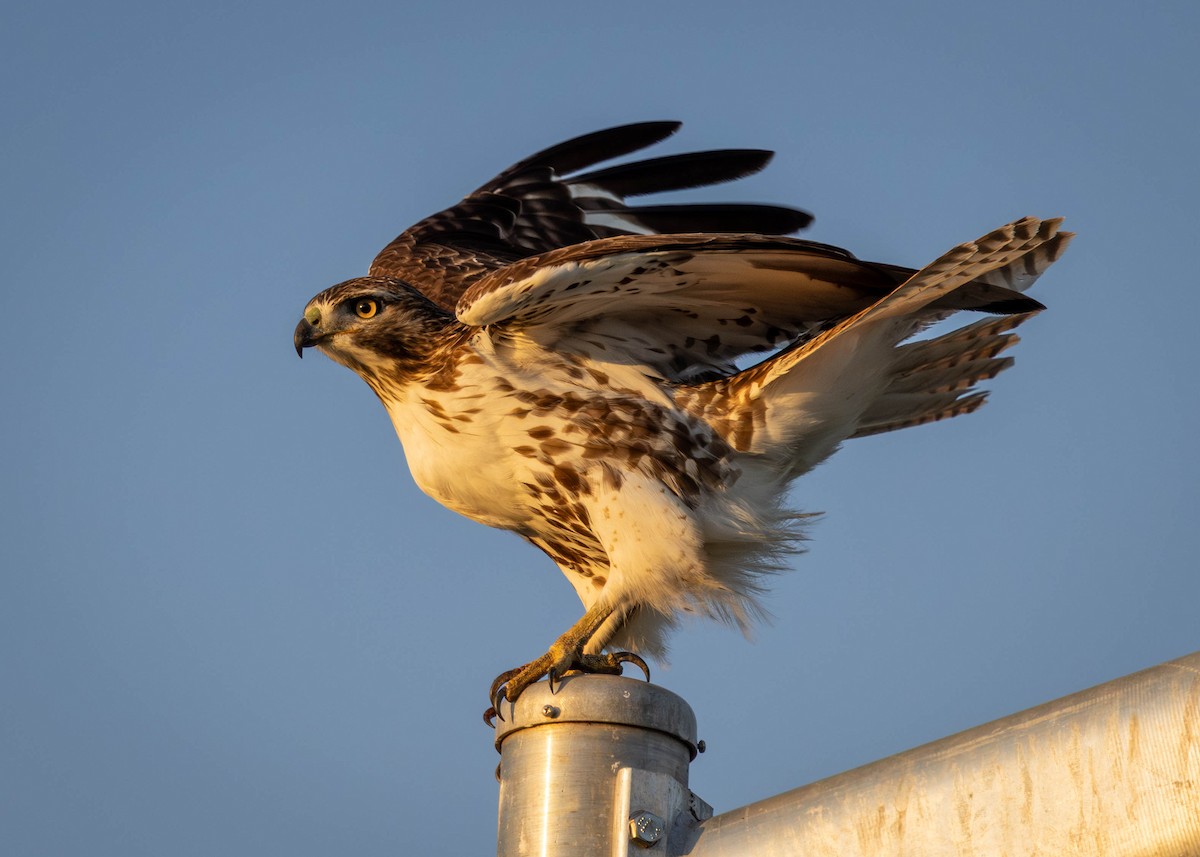 Краснохвостый канюк - ML646911595