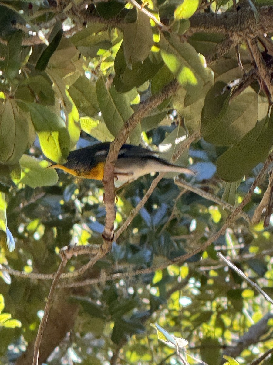 Очковая древесница - ML646911600